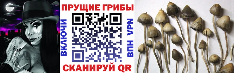 закладка  Стрежевой  Псилоцибиновые грибы Cubensis 